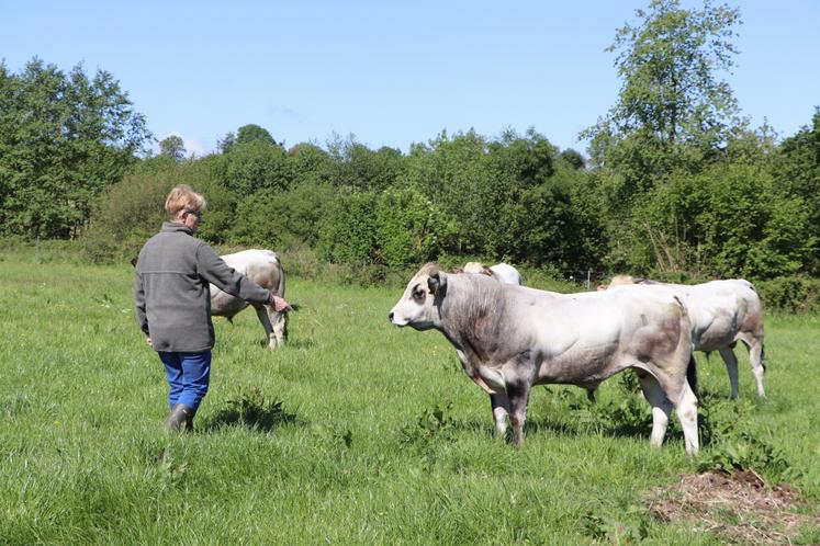 Maryline Bannier, installée près de Falaise, élève des vaches Piémontaises. 