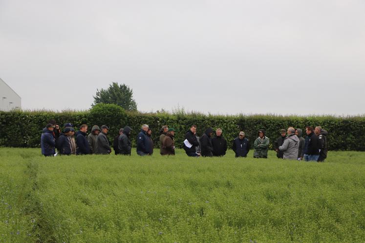 Trois groupes d'une trentaine de personnes chacun ont arpenté la parcelle pour observer les neuf variétés implantées, selon deux modalités de semis. Une vitrine variétale complète.