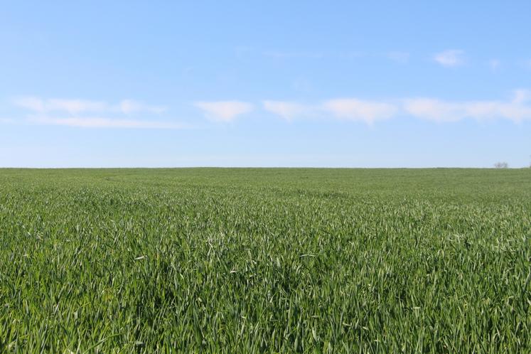 Parcelle de triticale sous contrat de multiplication de semences avec Agrial.