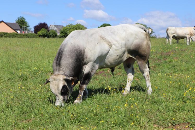 La ferme compte quatre taureaux, dont trois génotypés culards, pour une quarantaine de vaches. Le plan de reproduction est conduit avec Origen Plus. Le système est en toute herbe.