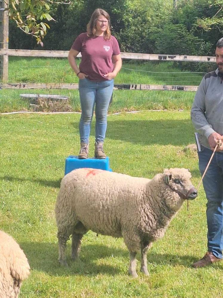 Treize béliers Avranchins vont changer de propriétaires.