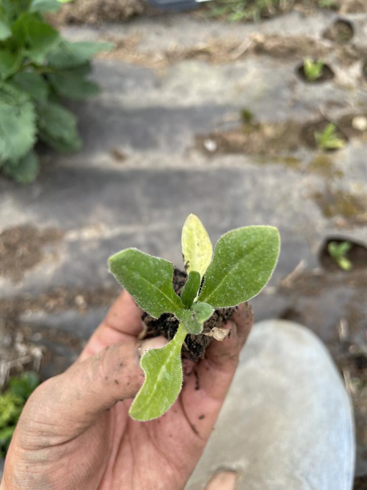 Plant d'immortelle, produite de la graine aux fleurs, comme toute les annuelles que la jeune femme va produire sur sa ferme de fleurs coupées.