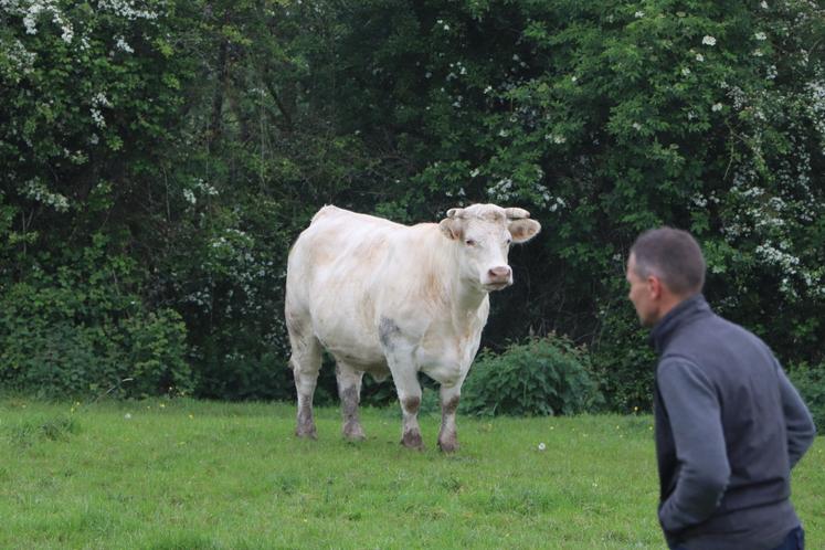 Le Syndicat Charolais du Calvados organise sa troisième édition des portes ouvertes.