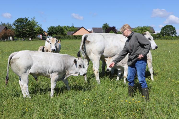 Maryline Bannier, installée près de Falaise, élève des vaches Piémontaises. 