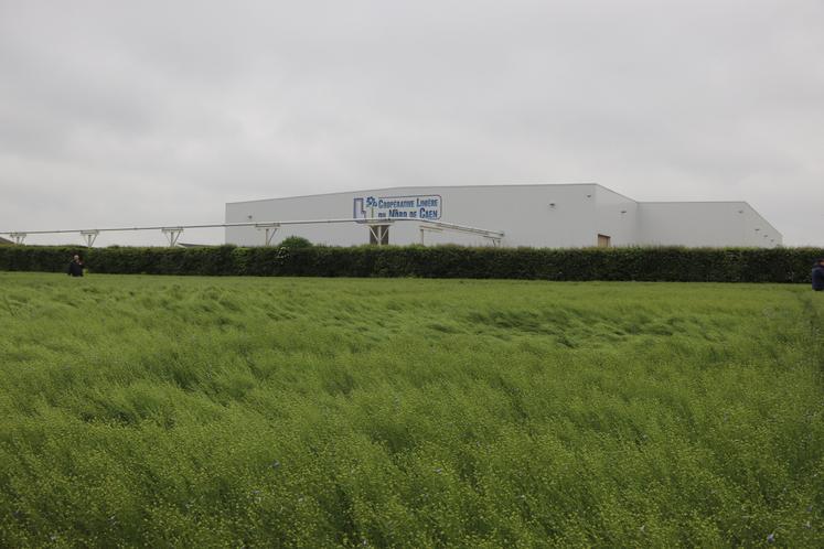 La Coopérative linière du nord de Caen a mené des essais variétaux sur le lin d'hiver. Elle a proposé un premier bilan, en fin de croissance, à ses adhérents, mardi 5 mai. Ce n'est pas la météo capricieuse qui a eu raison de l'événement. Bien au contraire, les gouttes de pluie ont permis aux liniculteurs de venir assister à la rencontre.