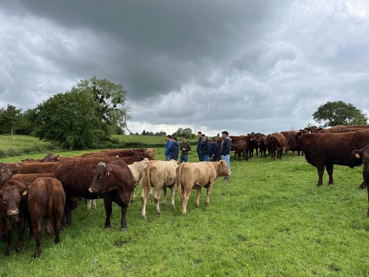 François Guimera fait quelques croisements charolais, mais cela ne représente qu'une toute petite partie de son troupeau.