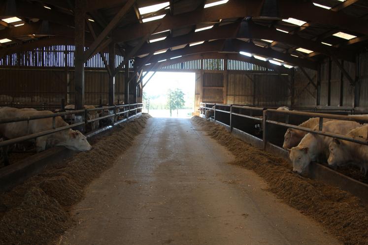 Il possède 350 taurillons, une dizaine de bœufs Normands et de génisses Charolaises.