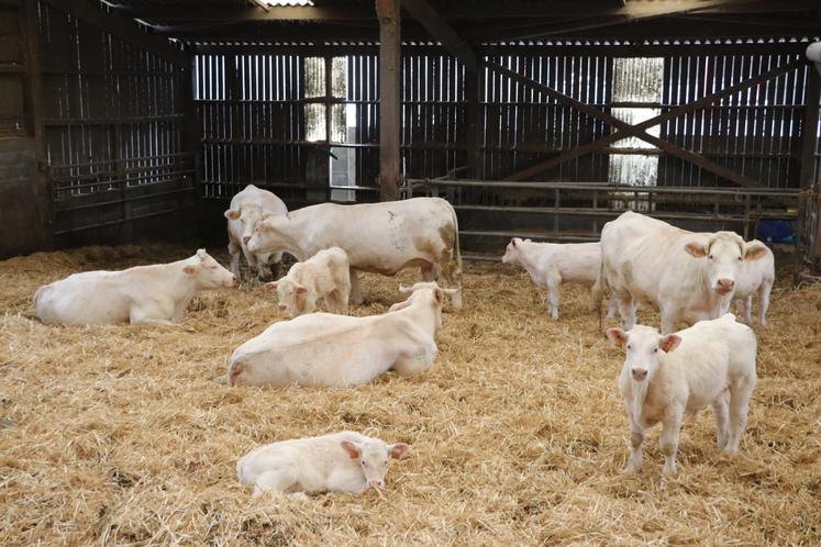 Le Gaec Leboucq a été touché par la tuberculose en 2023. L'exploitation a dû reconstituer l'intégralité de son troupeau après abattage total.