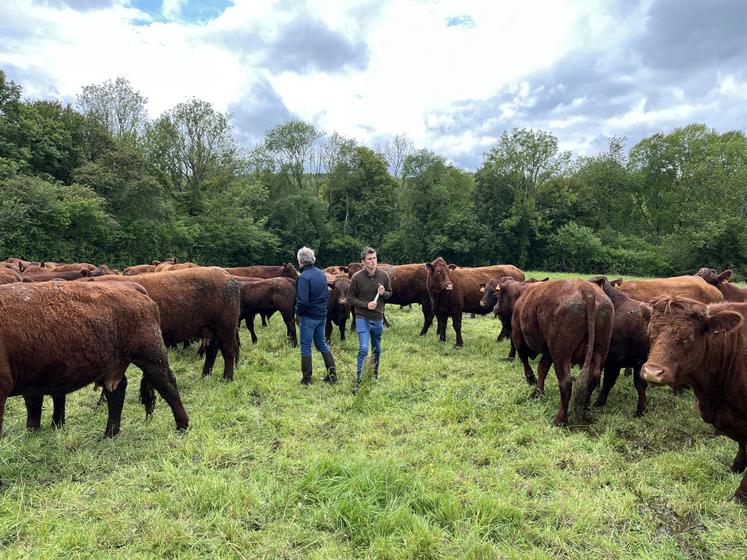François Guimera base l'essentiel de l'alimentation de son troupeau de Salers sur l'herbe. Pour y parvenir, il a mis en place un système de pâturage tournant dynamique.