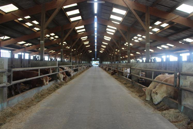 Les associés élèvent 650 taurillons, une cinquantaine de bœufs à l'herbe.