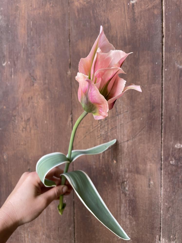 Une des premières tulipes de l'année cultivée par Lisa Bignaux.