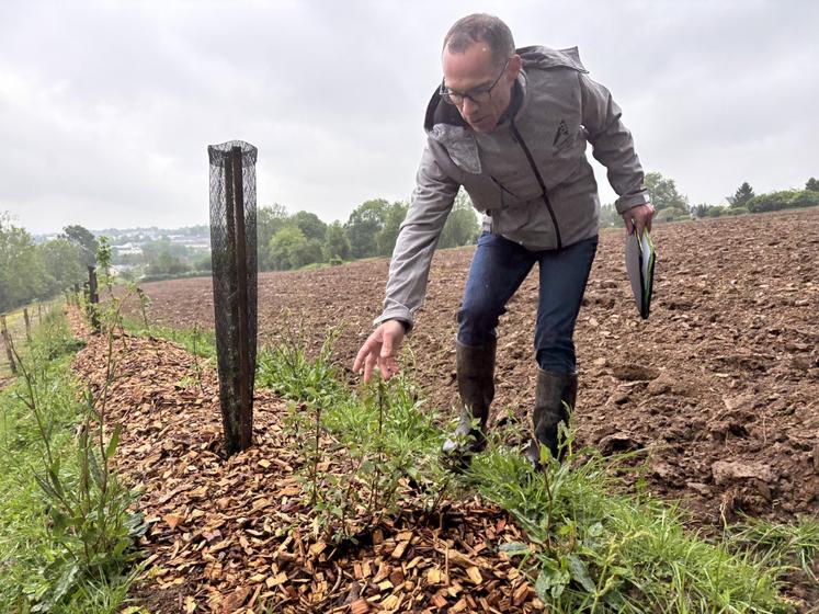 Stéphane Pestel, conseiller bocage à la Chambre d'agriculture de Normandie.