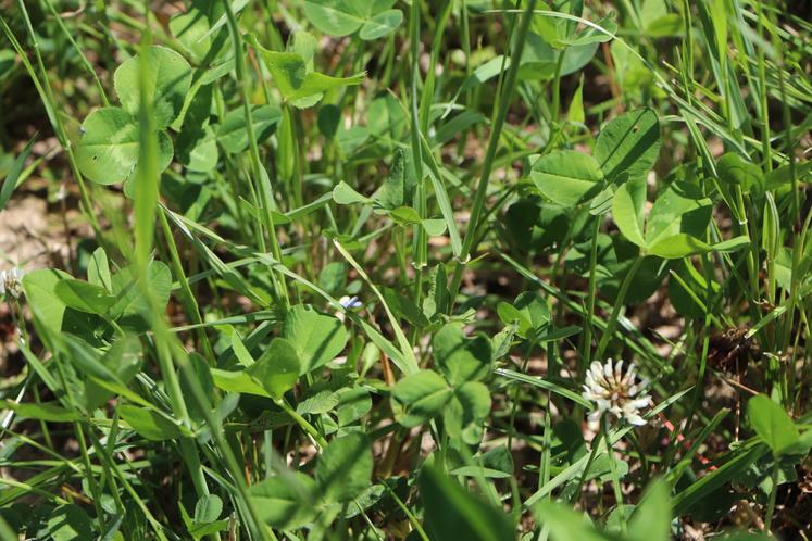 Porte ouverte bas intrants projet Roseco Molay Litry journée Bessin Chambres d'agriculture partenaires trèfle
