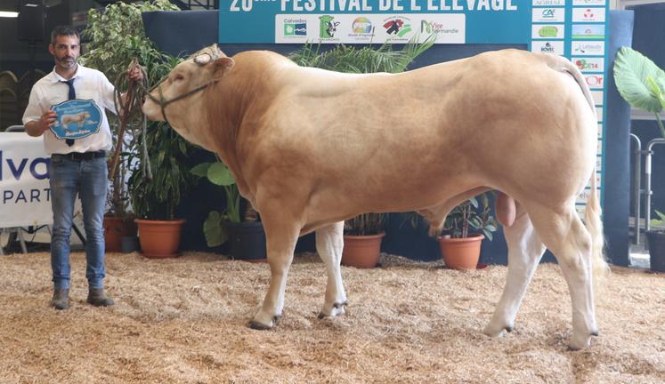 Victorius issu de l'élevage de Antoine Feillet de Tinchebray-Bocage, a décroché le prix du meilleur animal du concours à Vire la semaine dernière. Trois semaines plus tard, il tentera de se démarquer à Saint-Hilaire-du-Harcouët pour un interrégional...