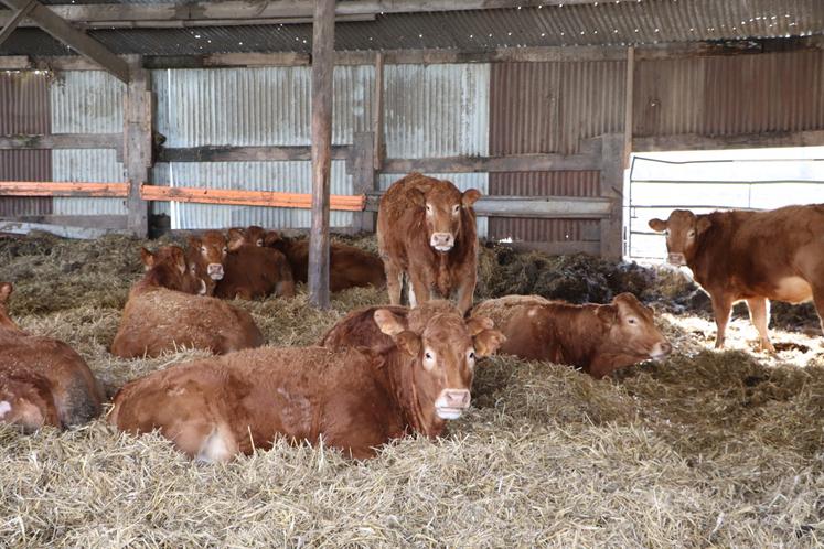 "C'est une bonne année en lait et en viande."
