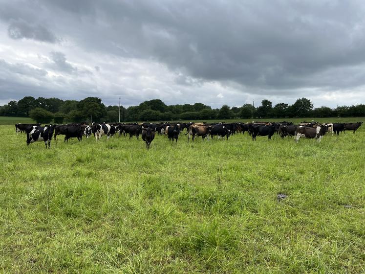 Ferme de l'Armagerie vaches kiwi troupeau herbe