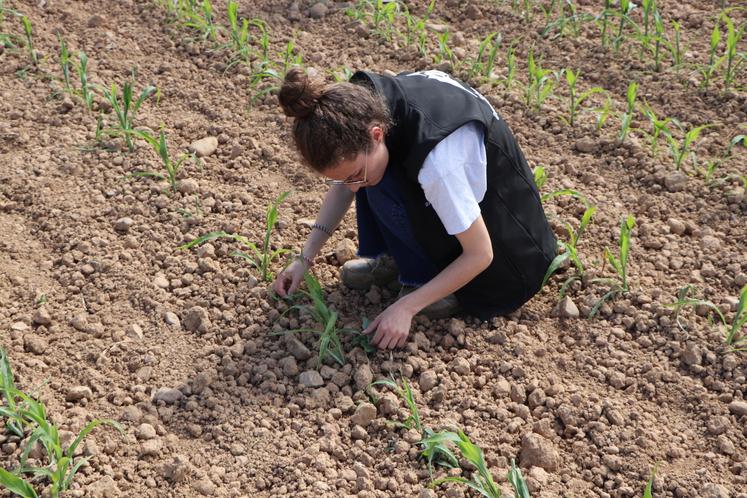 Une combinaison de leviers agronomiques est testée dans le Bessin à l'échelle de la rotation des cultures. Les Chambres, Agrial, le Cerfrance Normandie Maine, la Coopérative de Creully, Danone, l'Institut de l'élevage, Inrae, Littoral Normand, Lin et chanvre bio, LEA et Savencia sont partenaires.