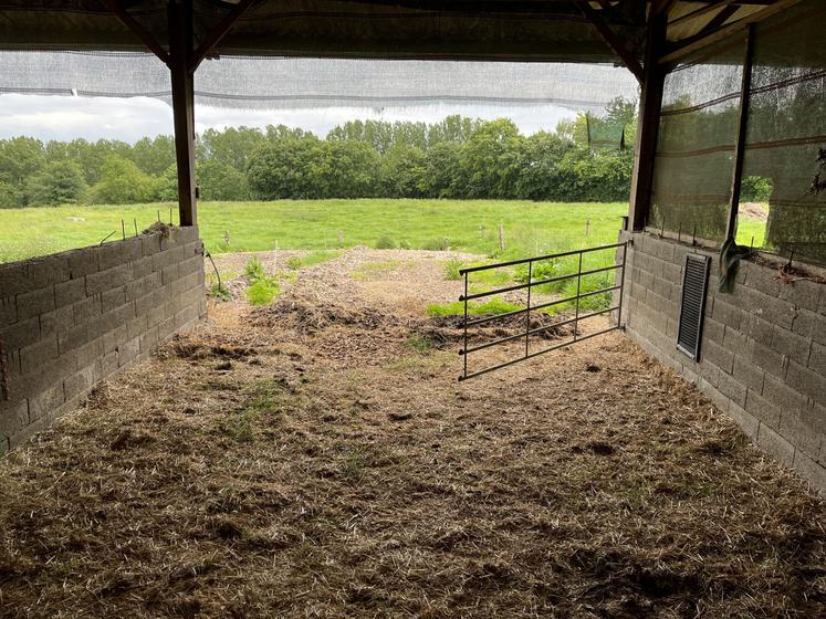 Seuls les génisses et veaux sont élevés sous un bâtiment avec un accès permanent à un petit paddock dehors.