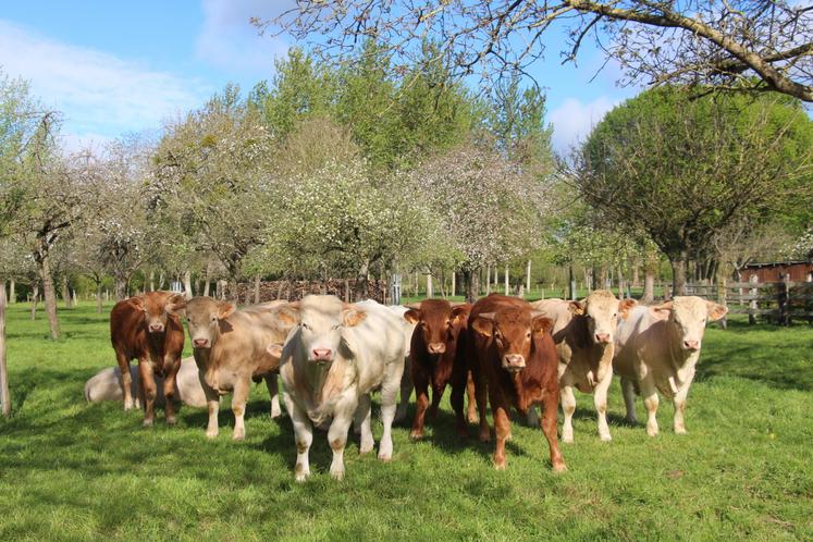 "Notre organisation de producteurs continue son engagement aux côtés des éleveurs afin de défendre leurs revenus, accompagner leurs projets et maintenir une dynamique collective au service de la filière", introduit Franck Lainé, président d'Elvea Normandie.