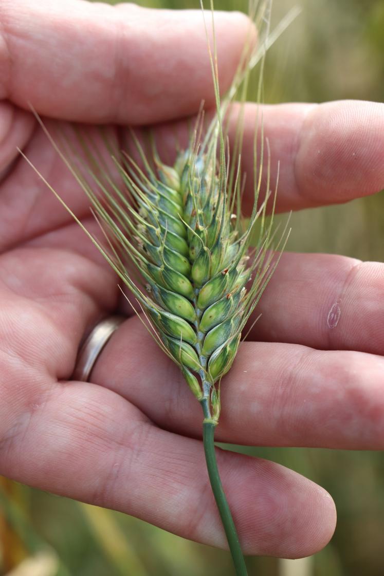 Le blé sous toutes ses formes depuis cinquante ans. 