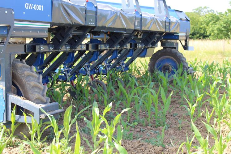 L'outil permet un travail de précision au plus près des rangs de culture tout en préservant les plants de maïs.