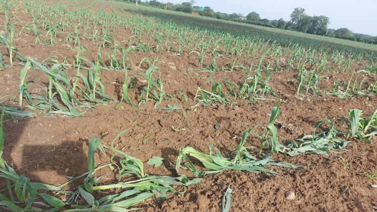 Au Gaec de l'Etorrerie à Hudimesnil, c'est une parcelle de maïs qui a été endommagée par la grêle. Mais les pieds de maïs semblent remonter la pente seulement quelques jours après.