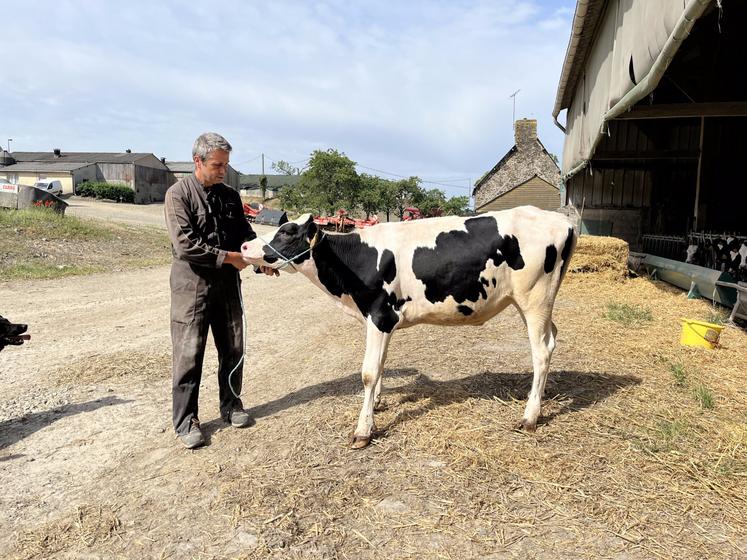 Olivier Sallot a sélectionné trois génisses Prim'Holstein pour participer au concours du festival de l'élevage de Vire le 13 juin prochain. 