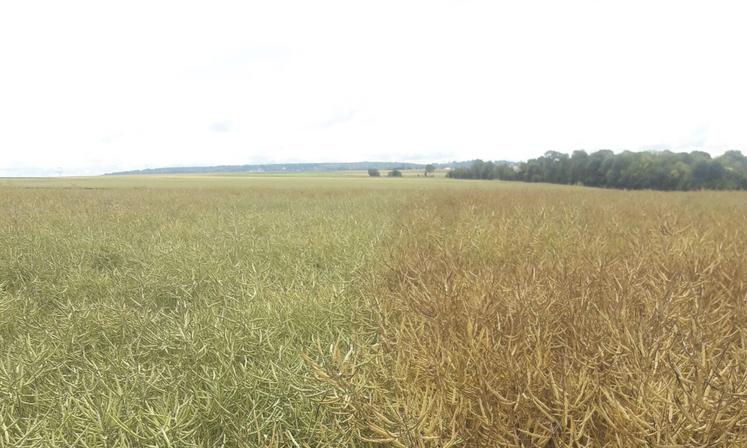 À l'approche des moissons, attention à ne pas confondre dessèchement rapide des plantes sous l'effet des fortes chaleurs et maturité effective des siliques et des graines.