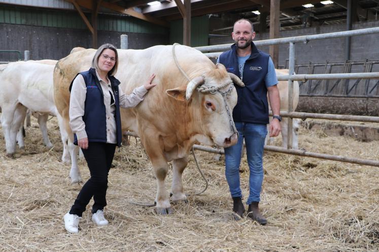 Anthony et Alicia Leroutier entendent participer au Festival de l'élevage à Vire avec neuf animaux. Une participation au concours départemental de Blondes d'Aquitaine qu'ils disent "solidaire", pour un événement cher à leur cœur.
