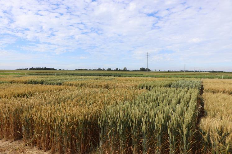 La Coopérative de Creully a monté plateforme d'essais variétaux en lien avec ses 90 ans. Elle présentera les résultats et observations techniques, mardi 23 juin 2026 à Martragny.