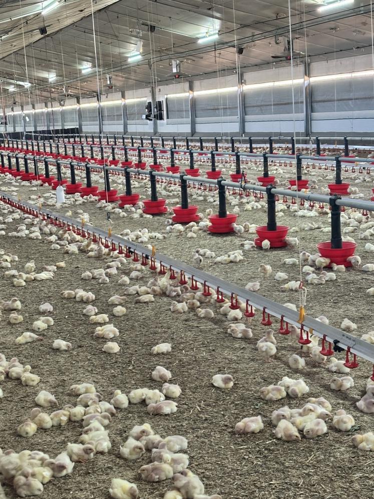 Un lot de poulets a fait son entrée dans le bâtiment le 29 mai dernier. Un lot de dindes et dindons succédera.