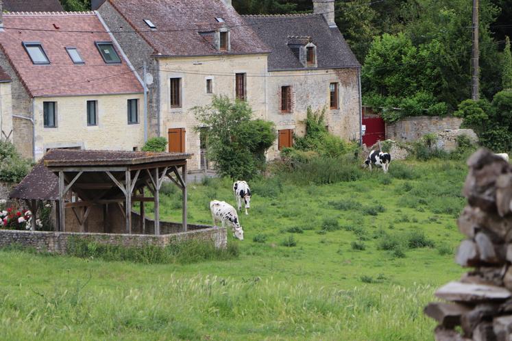 Sur les 300 ha de SAU, 80 ha sont en prairies. Le parcellaire est groupé sur Falaise et quelques terres en grandes cultures sont à Sassy.