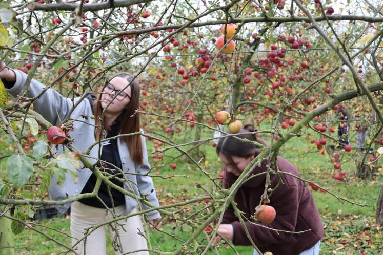 Depuis sa création, Solaal Normandie a enregistré 99 donateurs, dont vingt nouveaux rien qu'en 2025. C'est l'équivalent de 290 000 repas distribués par les associations d'aide alimentaire et 208 dons organisés par Solaal.
