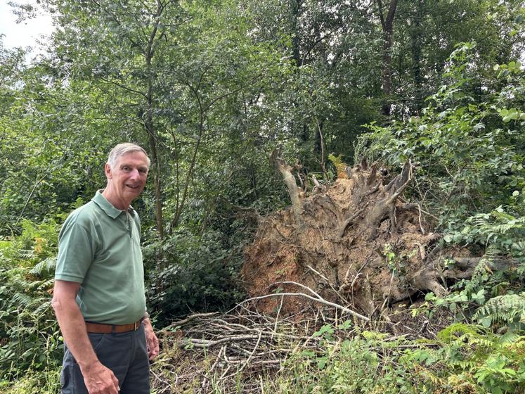 Après Ciaran, c'est la tempête Goretti de janvier 2026 qui a mis des arbres à terre sur la propriété de Aymeric Cauvel de Beauville. Les souches témoignent de la violence du vent.