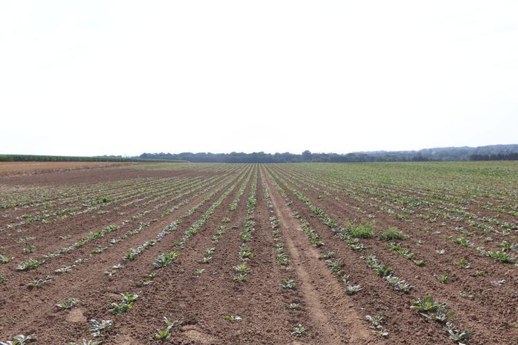 Avec l'absence de pluviométrie sur la période charnière de juillet à octobre, "on voit nos rendements racines à l'hectare qui diminuent d'année en année". Leur père enregistrait environ 25 t de salade (chicon)/ha, contre 18 à 20 t/ha aujourd'hui.