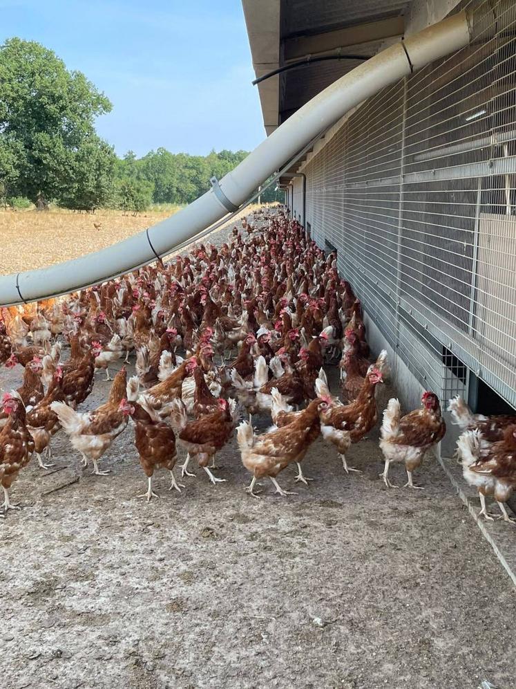 Même quand le mercure ne s'affole pas, les poules pondeuses préfèrent l'ombre. 