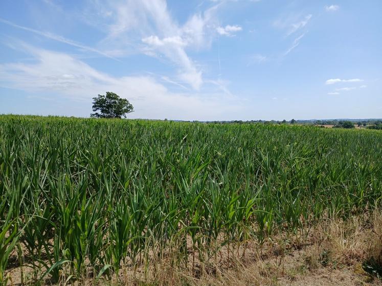 Maïs ensilage souffrant de la sécheresse secteur sud-Manche.