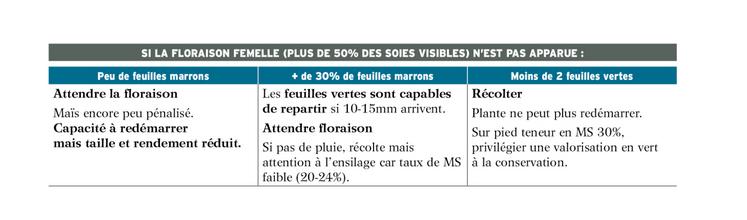 Maïs : que faire si la floraison femelle (plus de 50 % des soies visibles) n'est pas apparue ?