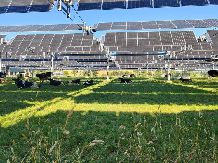 Chez Yoann Bizet, la canopée agricole a permis le retour au pâturage pour les vaches laitières. Lors du dôme de chaleur fin juin 2026, elles se sont accommodées du stress climatique.