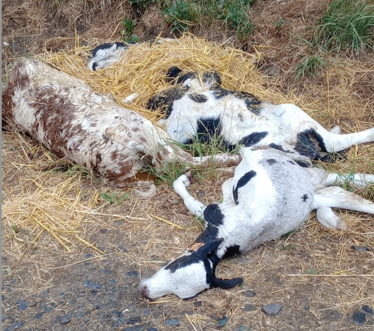 Dans cette ferme de la Manche, des veaux déclarés morts le 29 juin n'étaient toujours pas collectés le 3 juillet. Le délai normal est de deux jours francs.