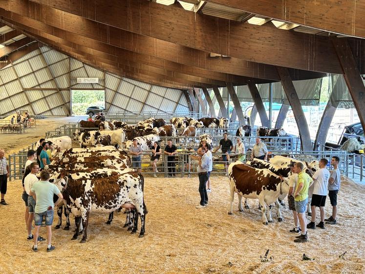 Les comices agricoles comme les concours d'arrondissement retrouvent de la couleur.