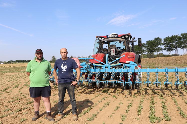 Jean-Louis et Sylvain Decaen exploitent 85 ha d'endives. Leur grand-père s'est lancé en 1947. À la recherche de terres pour faire pousser leurs racines, les deux frères se sont associés à d'autres producteurs pour intégrer l'endive aux rotations. La culture présente des bénéfices en combinaison avec l'orge de printemps.