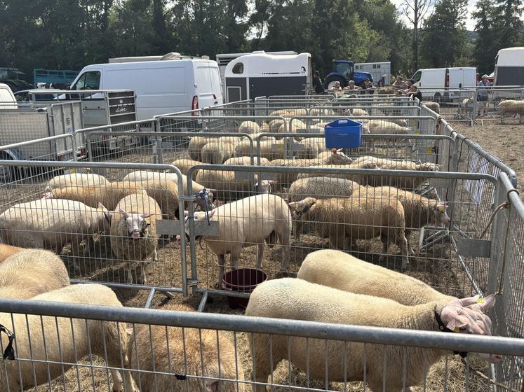 Pas moins de 110 moutons étaient réunis sur la plaine équestre de Brécey le 22 août.