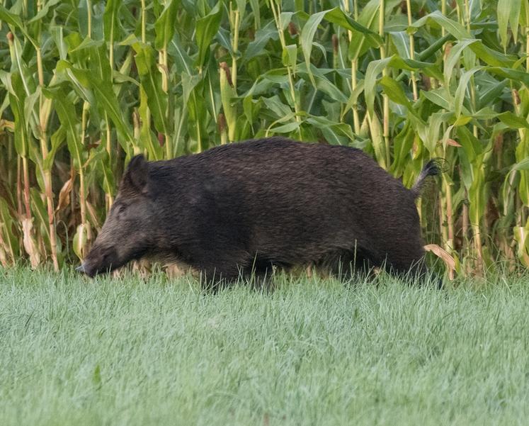 Ouverture de la chasse : 20 septembre dans l'Orne et le Calvados, 27 septembre dans la Manche et l'Eure.