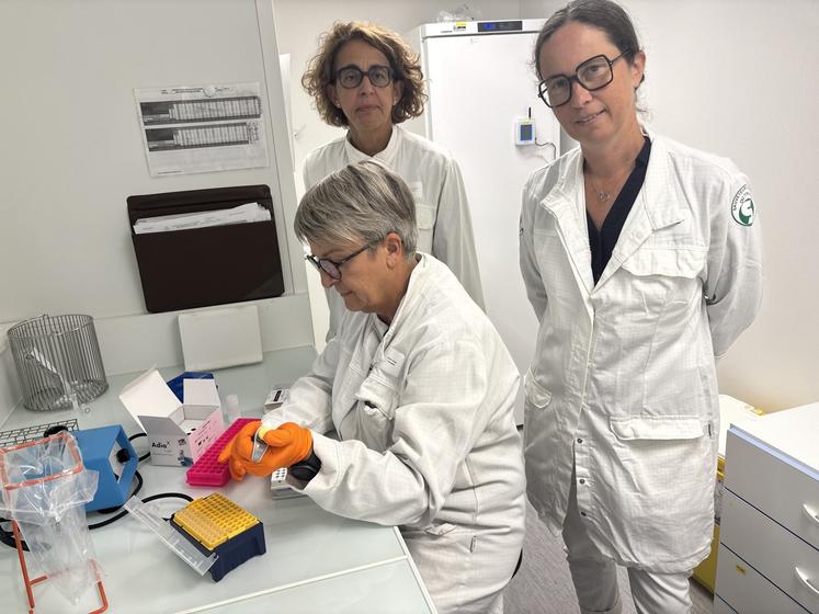 Au sein de Labéo, les tests PCR sont réalisés pour déceler le nouveau virus Shamonda-Europe.