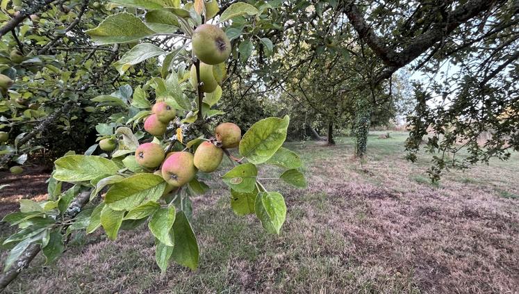 Après une année 2025 exceptionnelle pour la pomme à cidre, l'année de retour de production est pénalisée.
