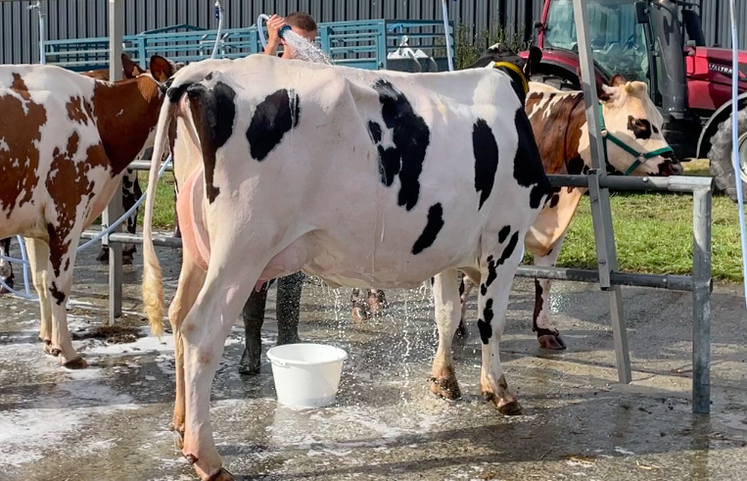 Le lavage des animaux en concours reste un point délicat. Les organisateurs s'adaptent.