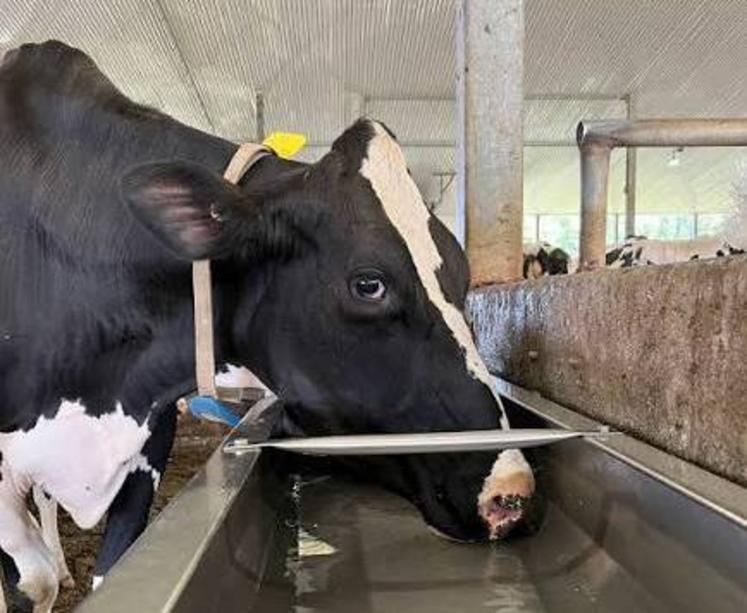 Les animaux ont besoin d'eau même si la ressource se raréfie. Des solutions alternatives sont étudiées face aux forages et puits à sec.