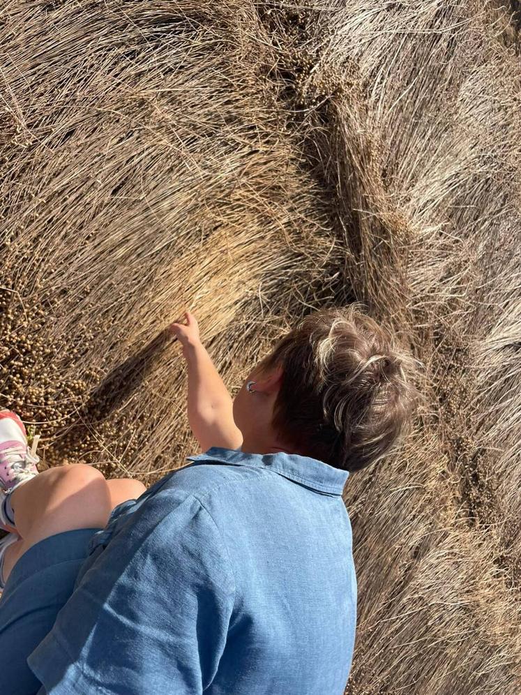 Les producteurs de lin peuvent envisager d'enrouler le lin dès qu'il a une couleur homogène dans les champs. La paille doit avoir une couleur gris cendrée, presque bleue.