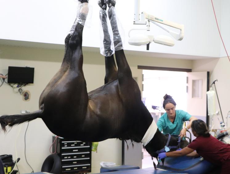 Un cheval sous anesthésie au bloc chirurgical. Au CHVE de Livet, les box post-opératoires sont capitonnés. "Le réveil est une période critique de la chirurgie, avec un taux de mortalité opératoire plus élevé que chez l'humain."
